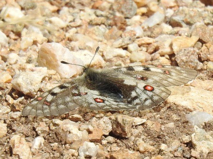Rocky Mountain Parnassian, Independence Pass, CO