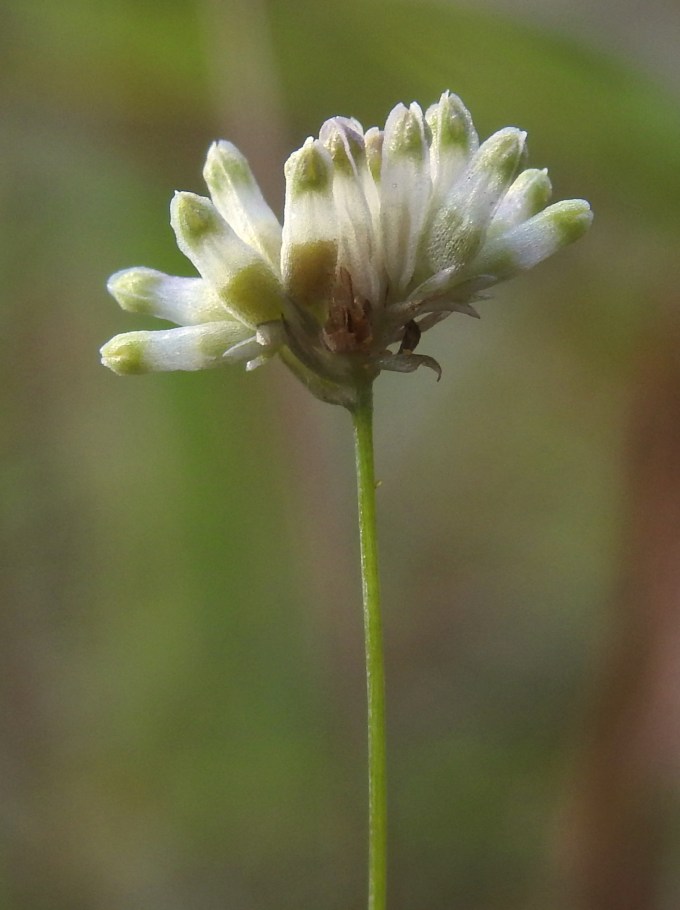 Burmannia capitata, Watson Rare Native Plant Pres., Big Thicket, TX