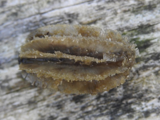 Nyssa ogeche seed, Kennedy Creek, Apalachicola NF, FL