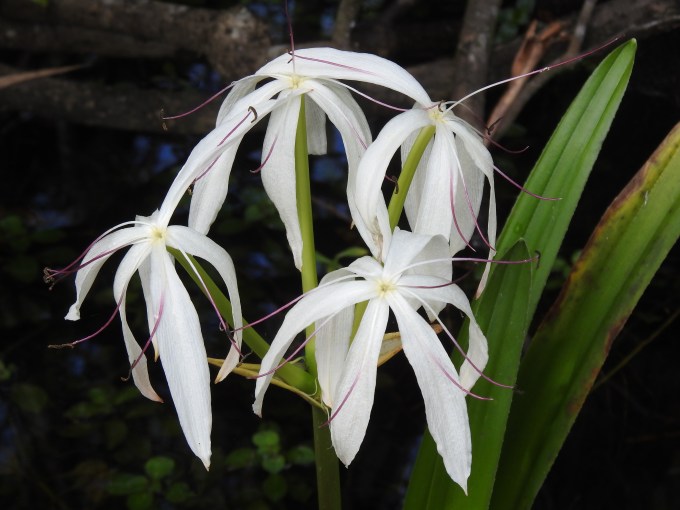 Crinum americanum, Turner River, Big Cypress Nat. Pres., FL