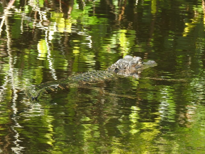 American Alligator, Halfway Creek, Big Cypress Nat. Pres., FL