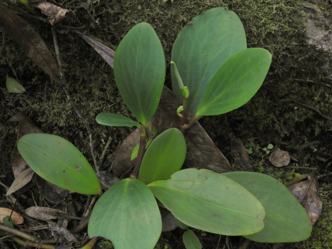 Peperomia obtusifolia, Fakahatchee Strand Pres. SP, FL