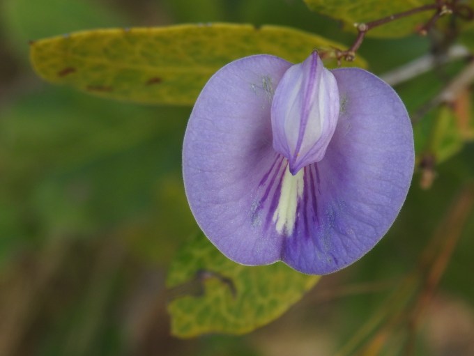 Centrosema virginianum, Key Deer NWR, Big Pine Key, FL