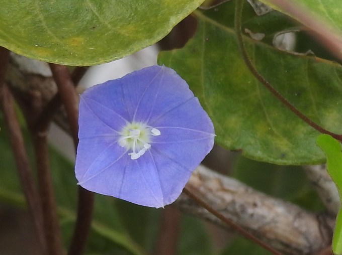 Jacquemontia pentanthos, Key Deer NWR, Big Pine Key, FL