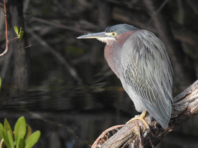 Green-backed Heron, Key Deer NWR, Big Pine Key, FL