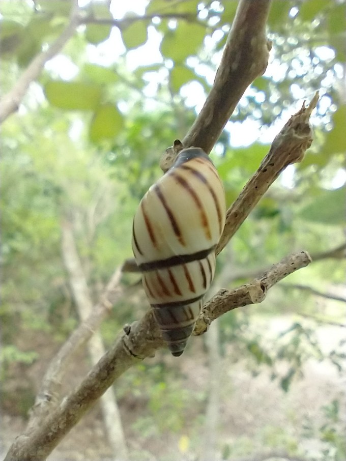 Lined Tree Snail, Windley Key Fossil Reef Geologic SP, FL