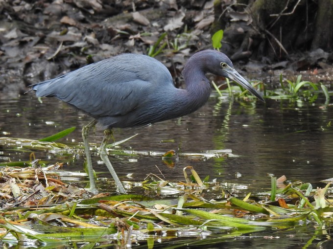 Little Blue Heron, Silver River, Silver Springs SP, FL