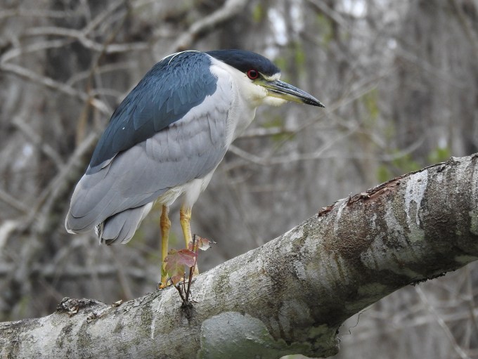 Black-crowned Night-Heron, Silver River, Silver Springs SP, FL