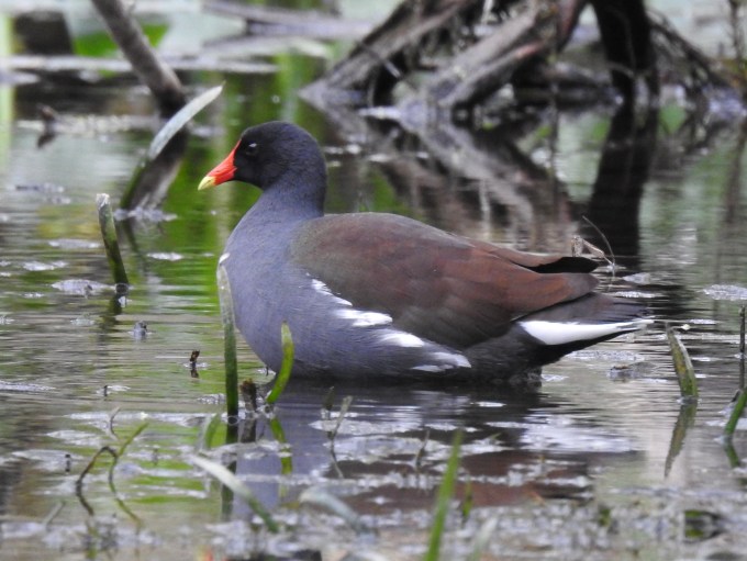 Common Gallinule, Silver River, Silver Springs SP, FL