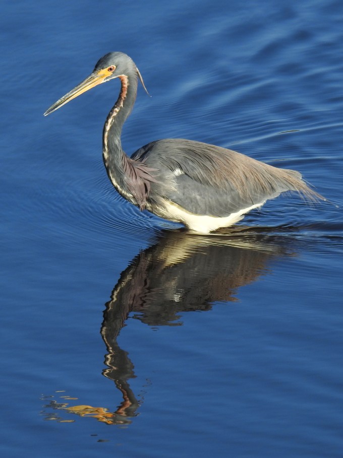 Tricolored Heron, Myakka R SP, FL