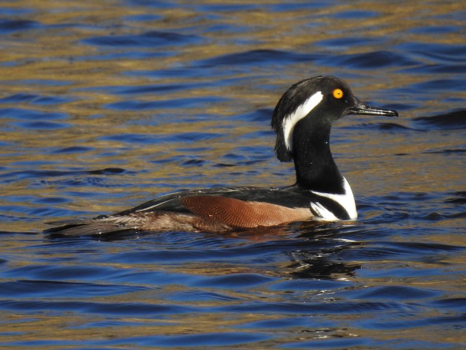 Hooded Merganser, Myakka R SP, FL