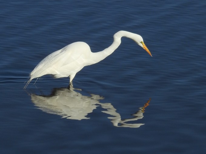 Great Egret, Myakka R SP, FL