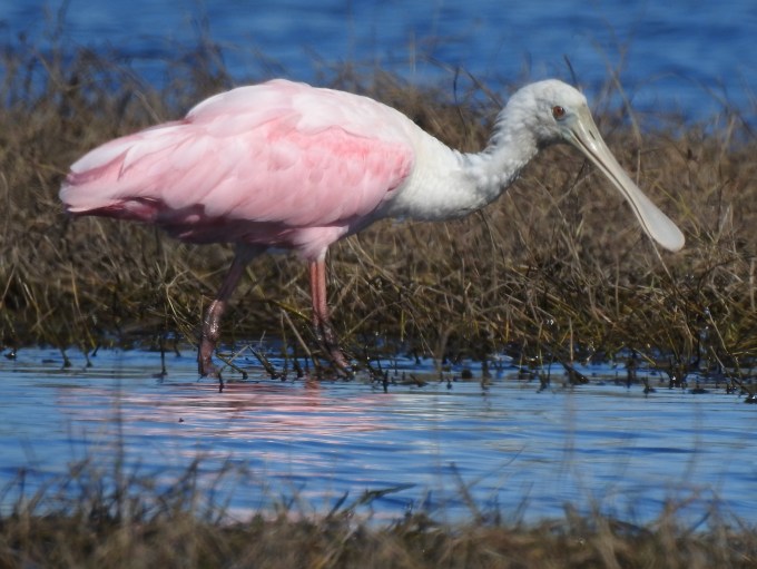Roseate Spoonbill, Myakka R SP, FL