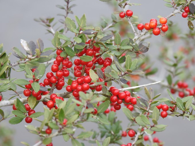 Ilex vomitoria, St. Marks NWR, FL