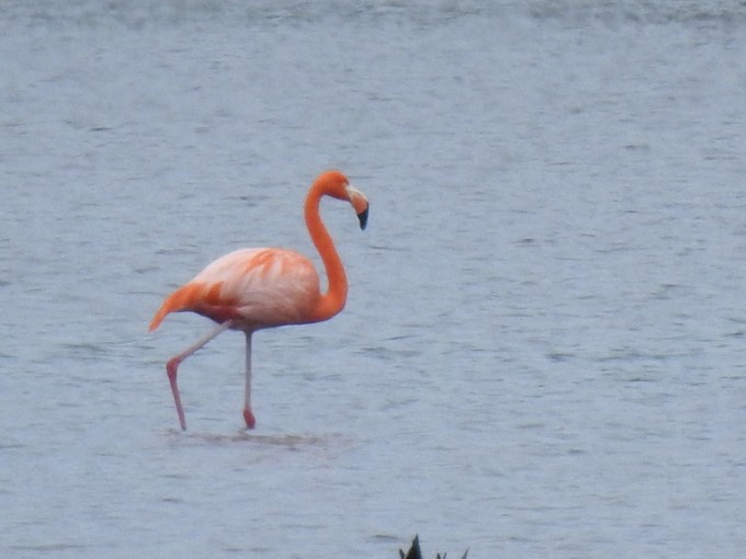 American Flamingo, St. Marks NWR, FL