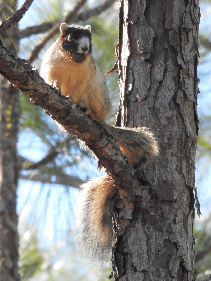 Fox Squirrel, Blackwater River SP, FL