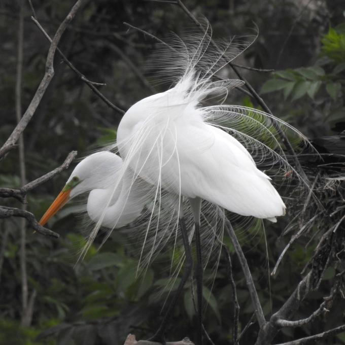 Great Egret, Smith Oaks Bird Sanctuary, High Island, TX