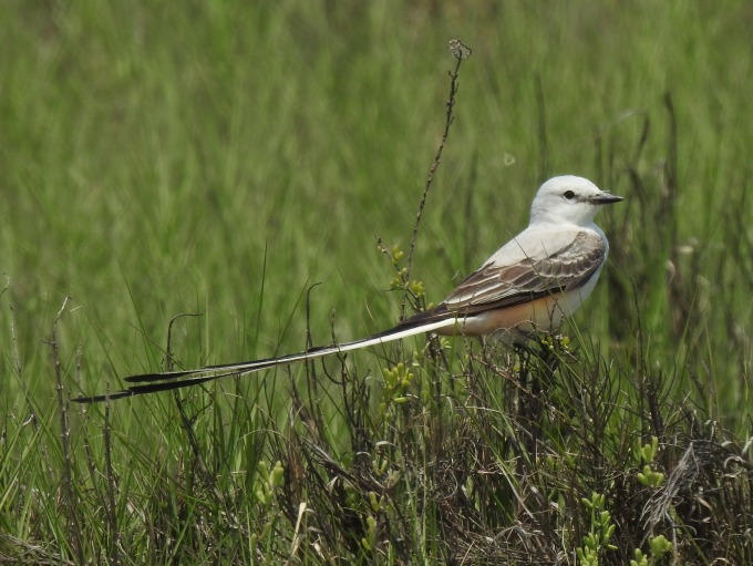 Scissor-tailed Flycatcher, Retillon Rd, Bolivar Peninsula, TX