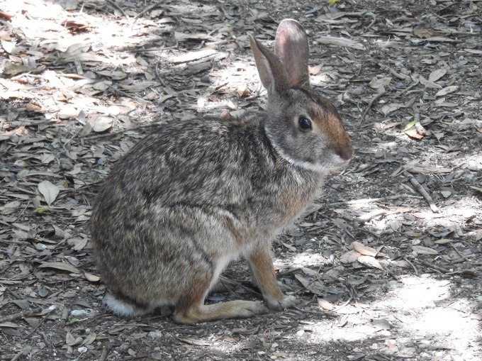 Swamp Rabbit, Smith Oaks Bird Sanctuary, High Island, TX