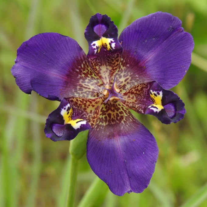 Alophia drummondii, McKinney Roughs Nature Park, W of Bastrop, TX