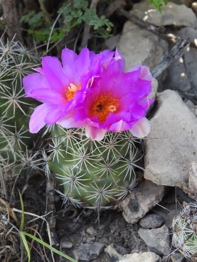 Neolloydia conoidea, Nature Trail, Sanderson, TX