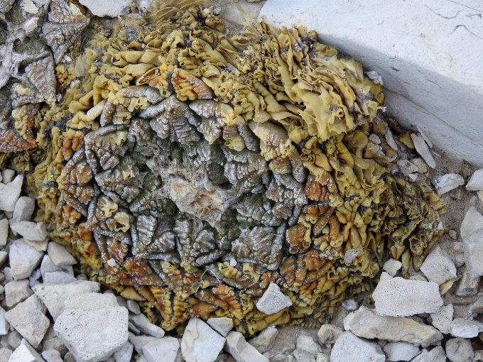 Ariocarpus fissuratus, Big Bend NP, TX