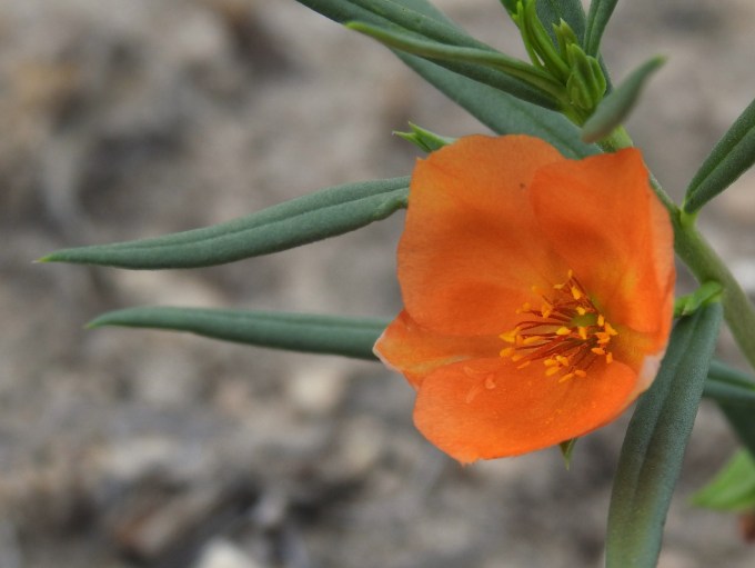 Talinus aurantiacus, Crane Co, TX