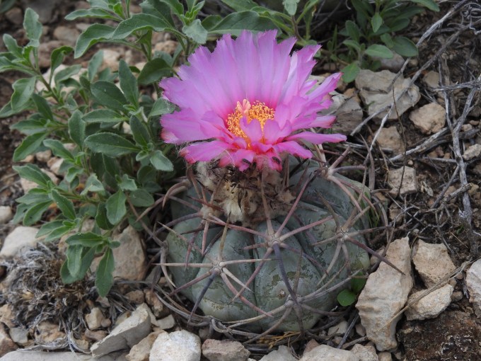 Echinocactus texensis, Crane Co, TX