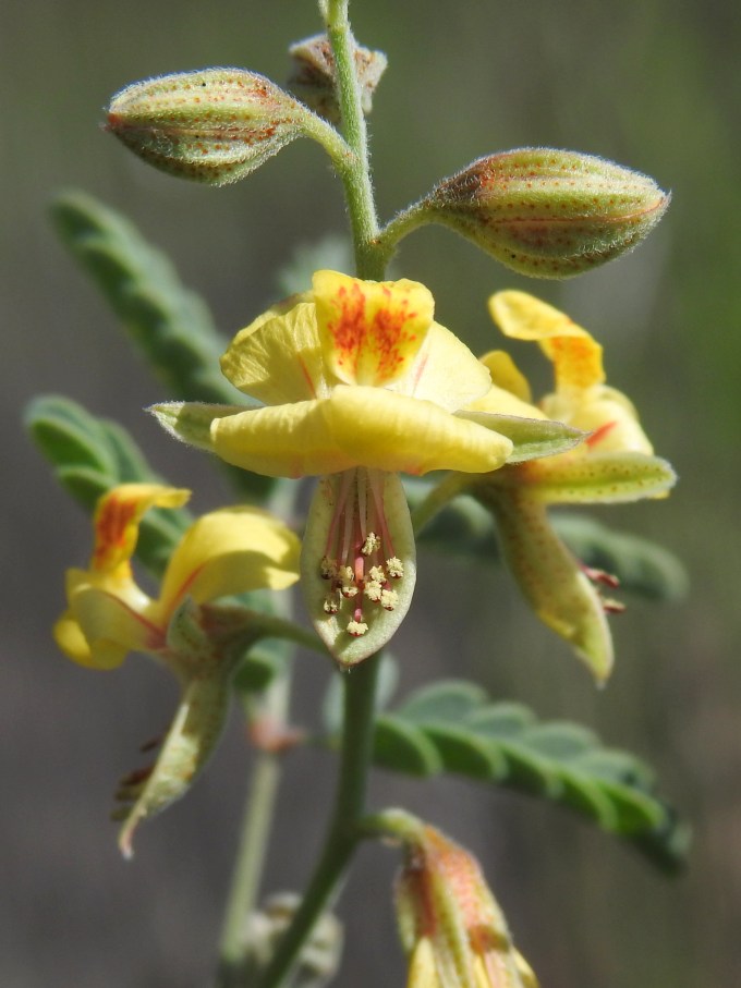 Pomaria jamesii, I-20 Wildlife Preserve, Midland, TX