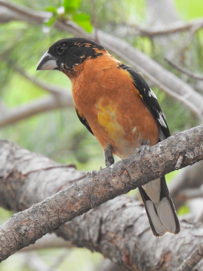 Black-headed Grosbeak, Cave Creek Ranch, Portal, AZ