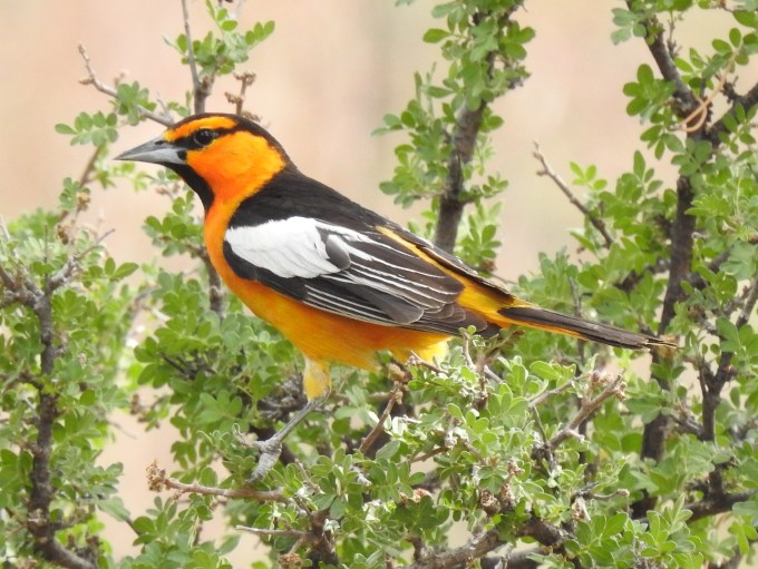 Bullock's Oriole, Portal, AZ