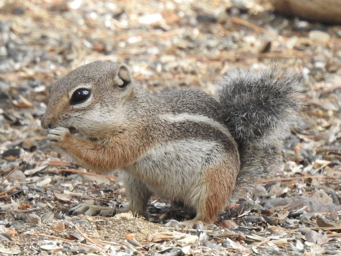 Harris' Antelope Squirrel, Portal, AZ