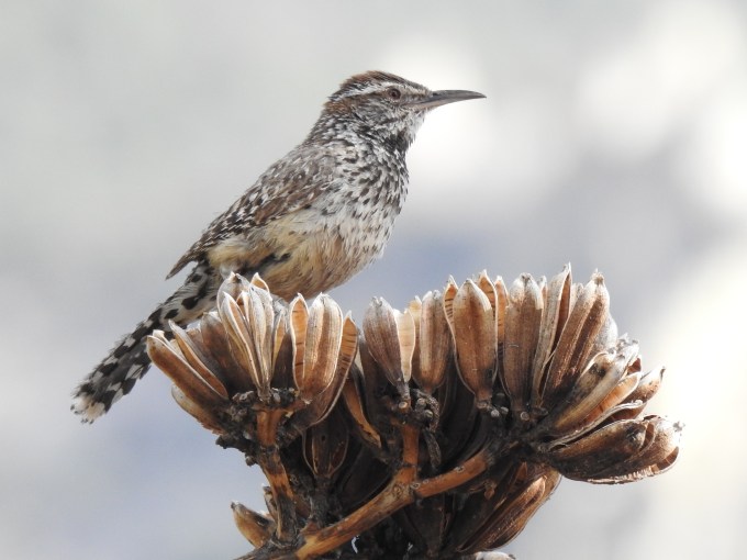 Cactus Wren, Portal, AZ