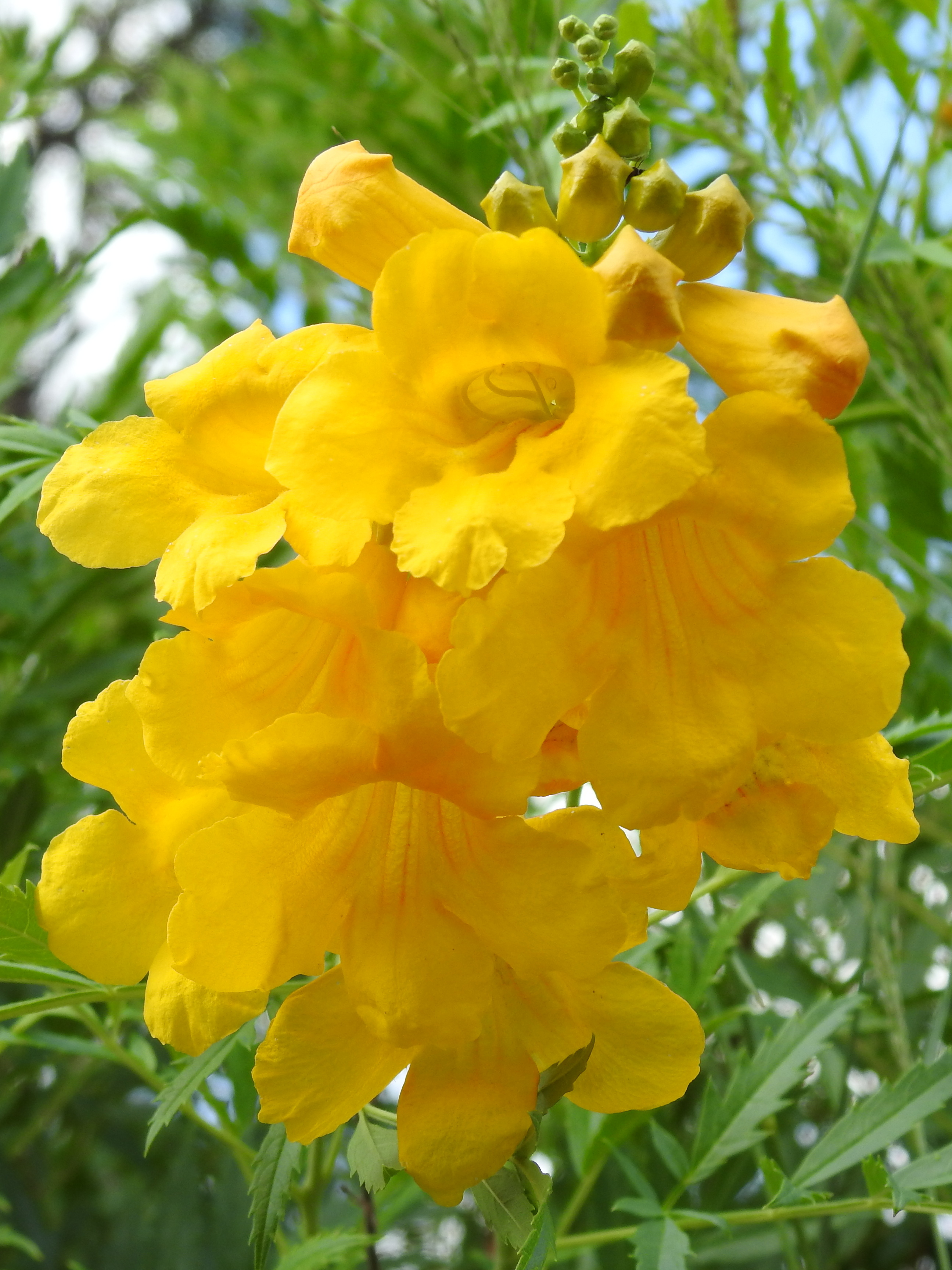 Tecoma stans, Chisos Basin, Big Bend NP, TX