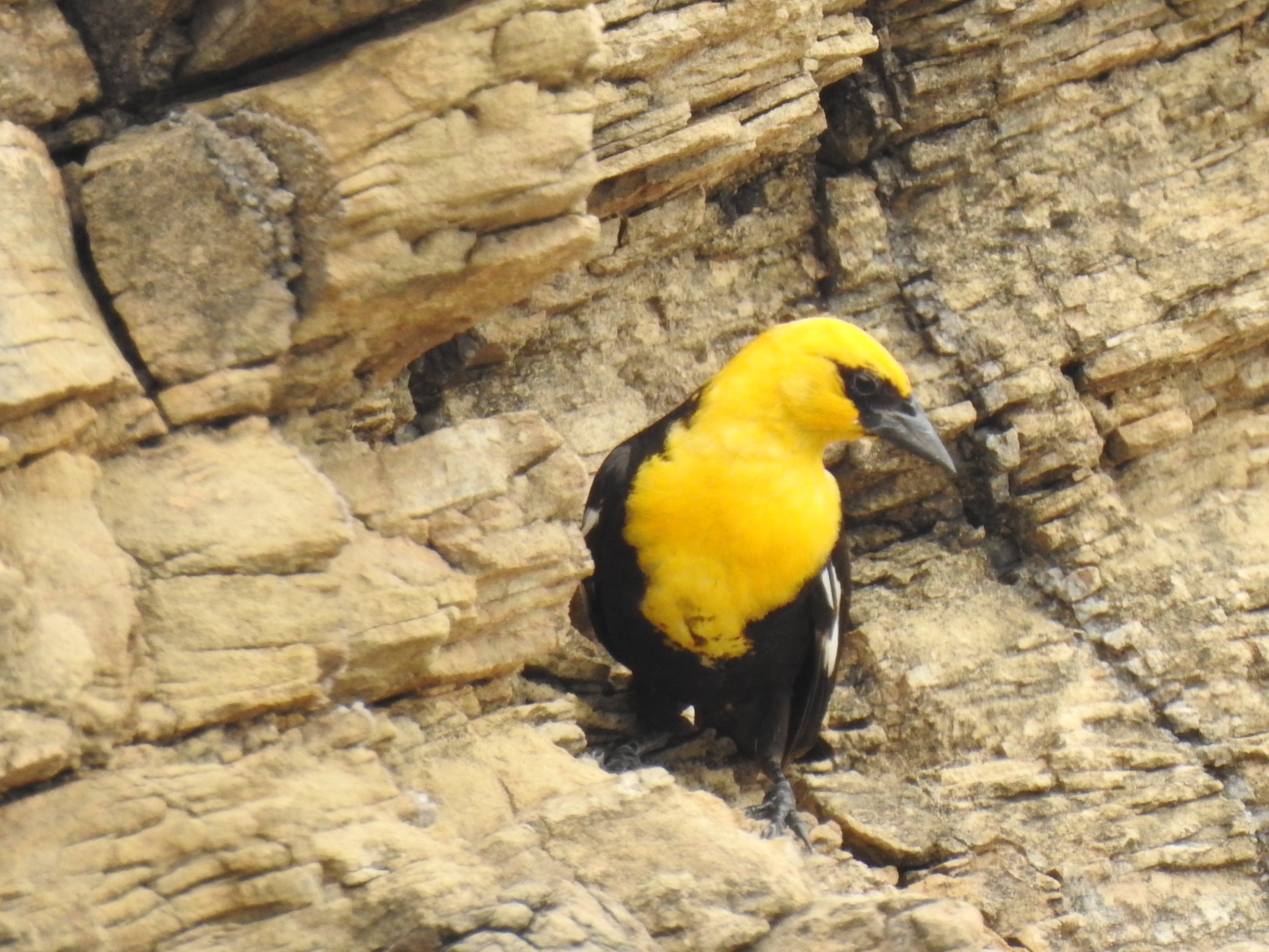 Yellow-headed Blackbird, River Road, Big Bend NP, TX