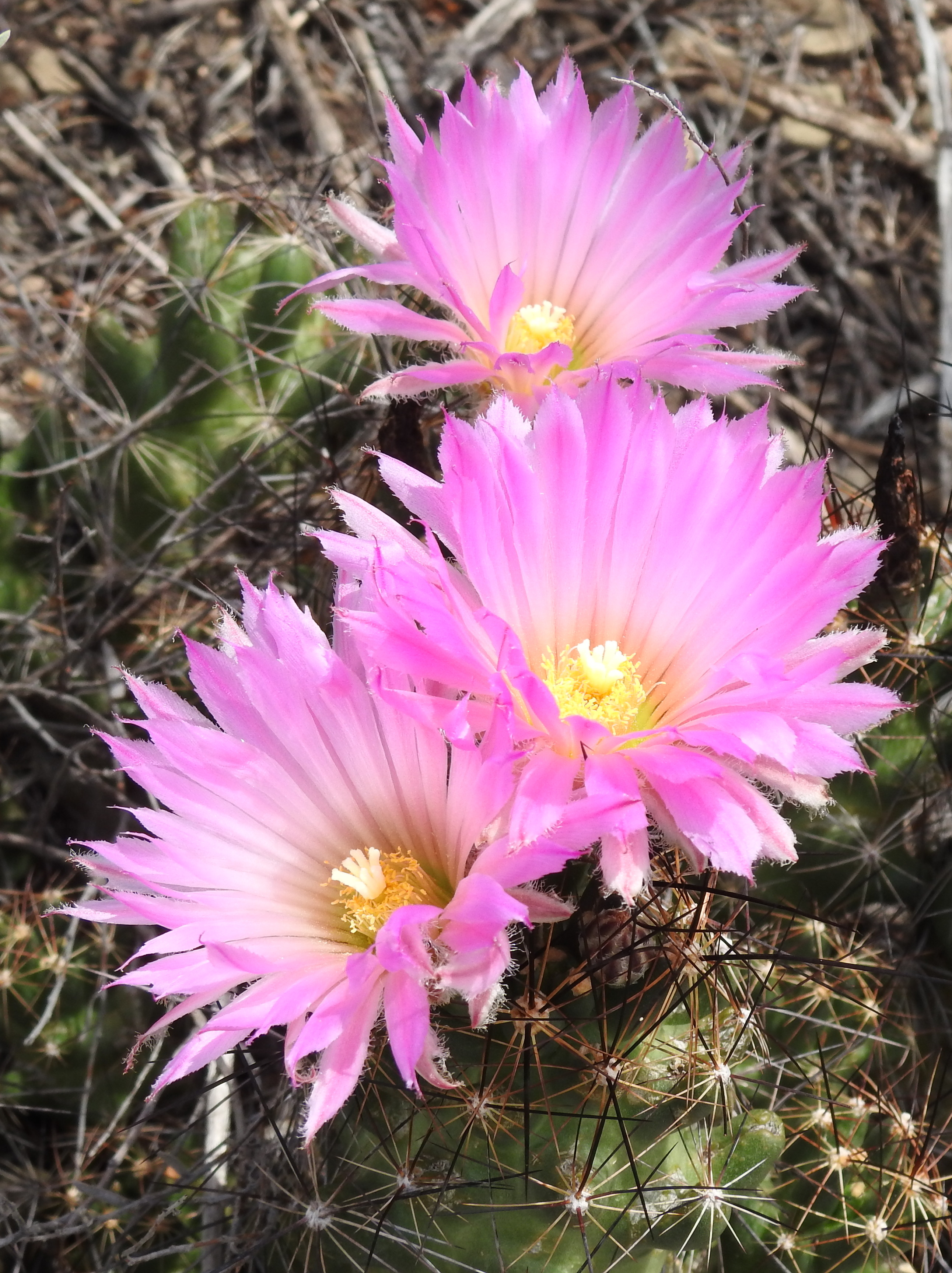 Coryphantha macromeris, River Road, Big Bend NP, TX