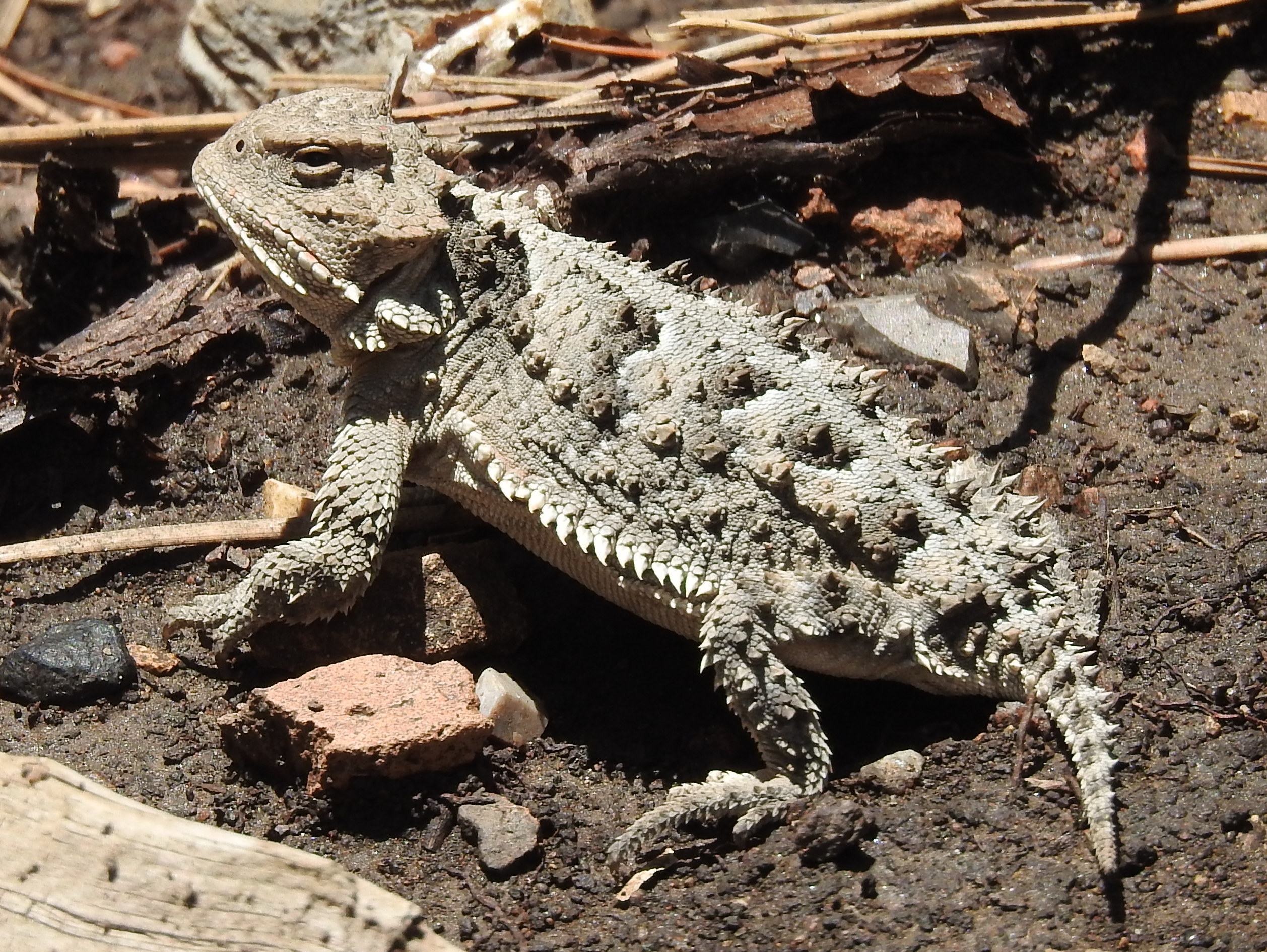 Phrynosoma hernandesi, Red Canyon, Manzano Mountains, NM