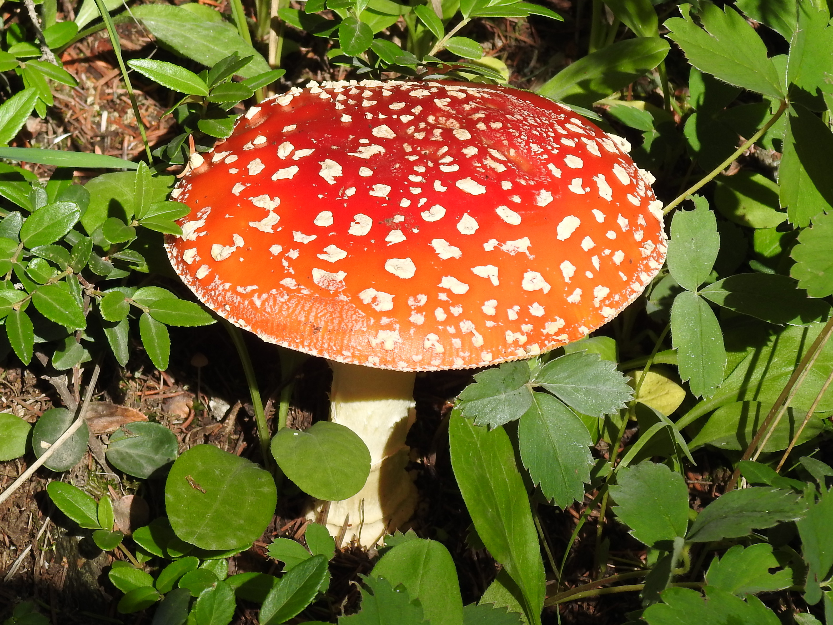 Fly agaric, Amanita muscaria, Carson NF, NE of Taos, NM