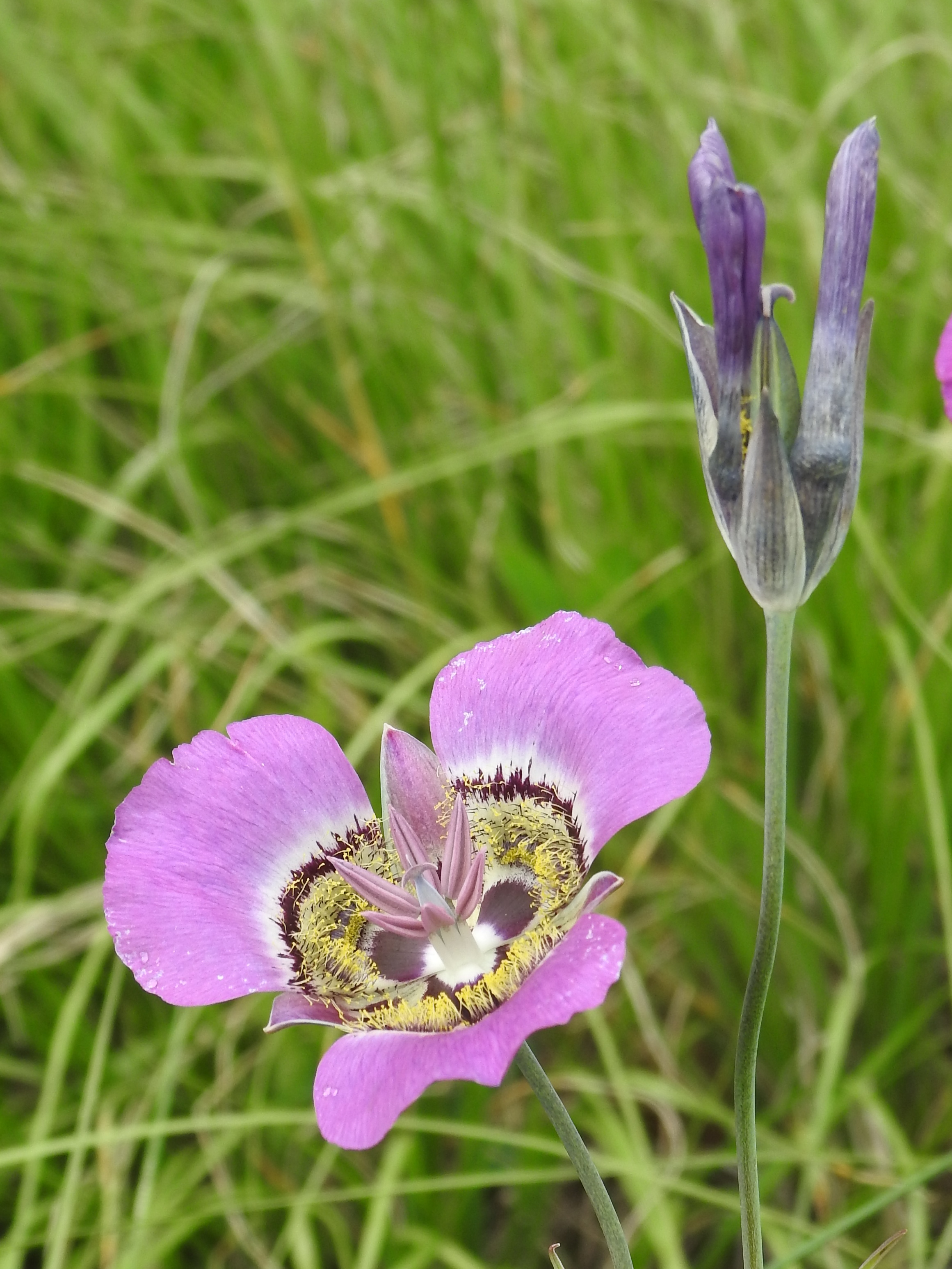 Calochortus gunnisoni, Canada Bonita Meadow, Santa Fe NF, NM