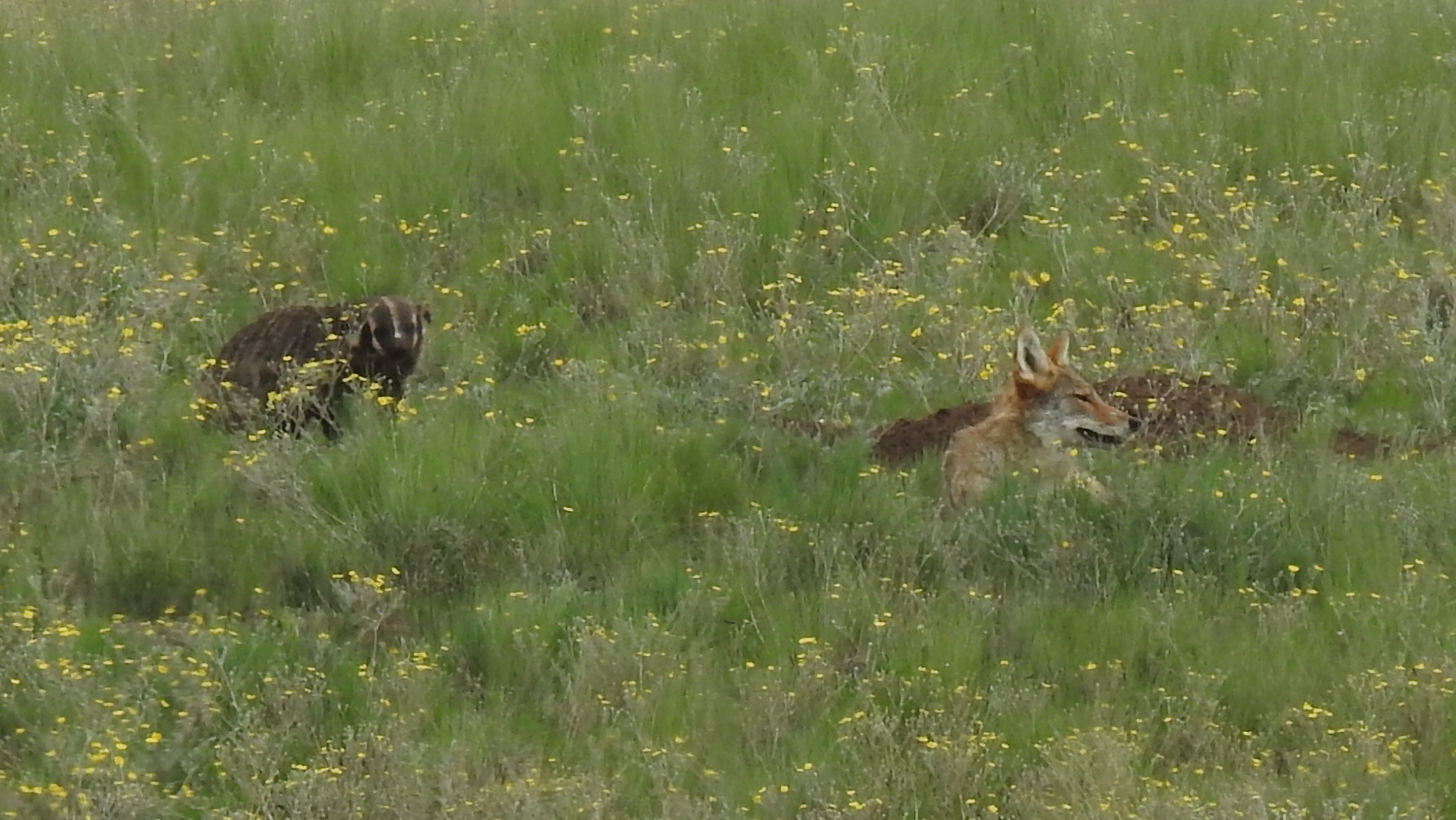 Badger and Coyote hunting together, Valles Caldera Nat. Pres., NM