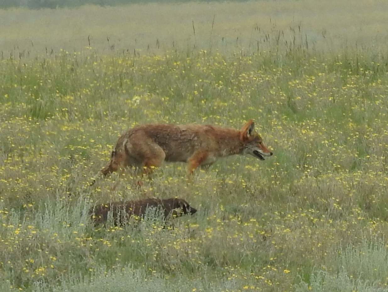 Badger and Coyote hunting together, Valles Caldera Nat. Pres., NM