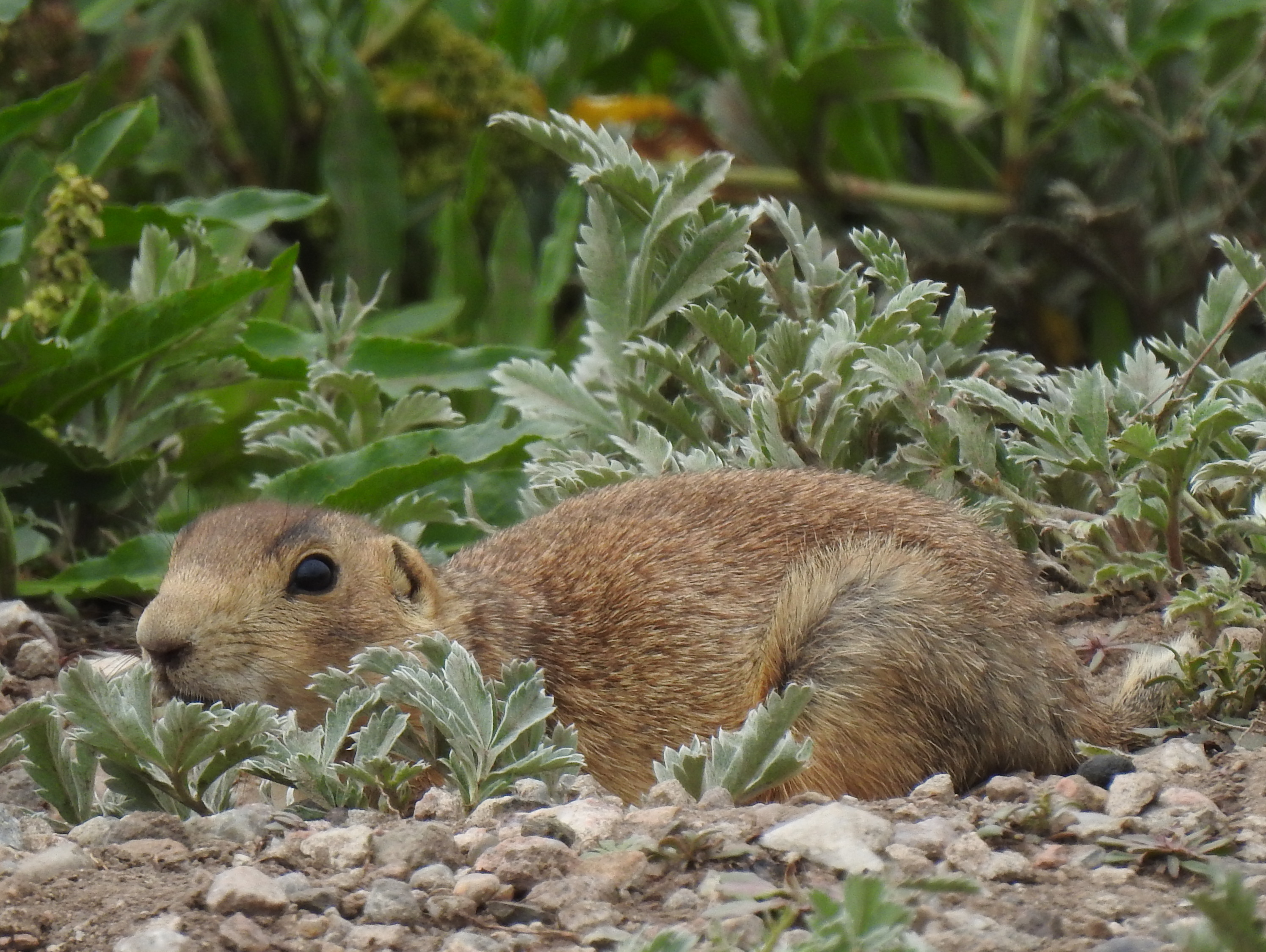 Gunnison's Prairie Dog, Valles Caldera Nat. Pres., NM