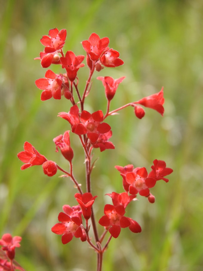 Heuchera sanguinea sanguinea, Madera Canyon, Coronado NF, AZ