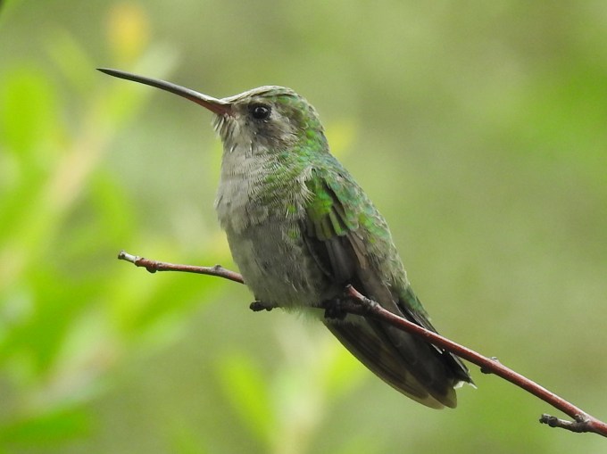 Broad-billed Hummingbird, female, Madera Canyon, Coronado NF, AZ