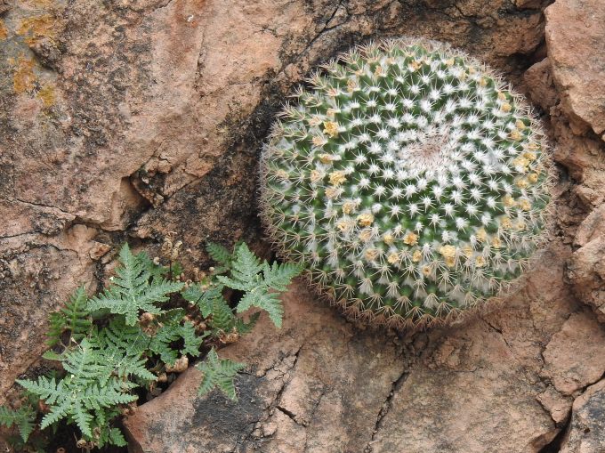 Mammilaria heyderi macdougalii, Pena Blanca Lake, off Ruby Road, AZ