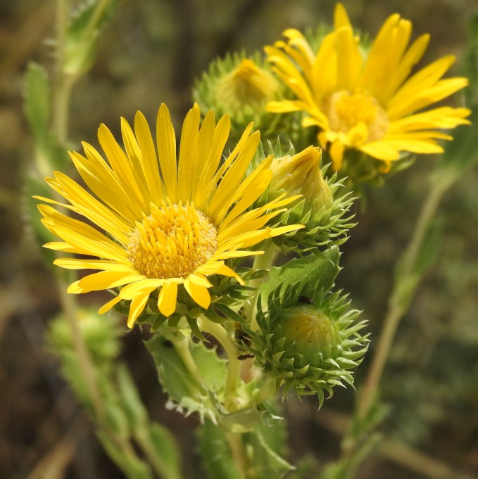 Prionopsis ciliata, I-20 Wildlife Preserve, Midland, TX