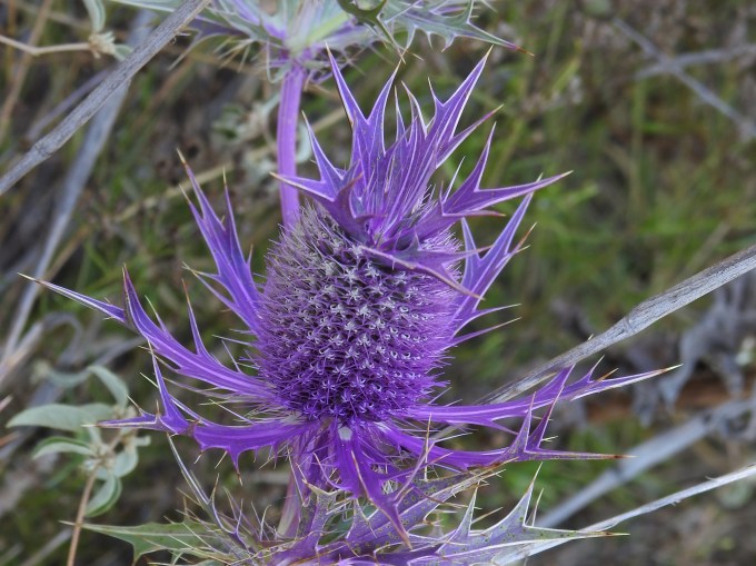 Eryngium leavenworthii, Tandy Hills Natural Area, Forth Worth, TX