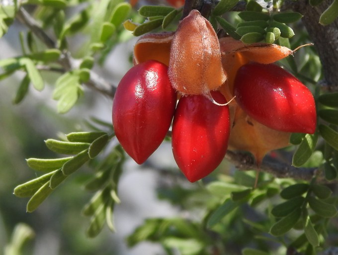 Guaiacum angustifolium, Wash W of Hot Springs Rd, Big Bend NP, TX