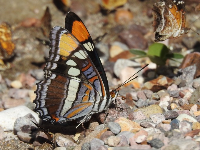 Arizona Sister, Window Trail, Big Bend NP, TX