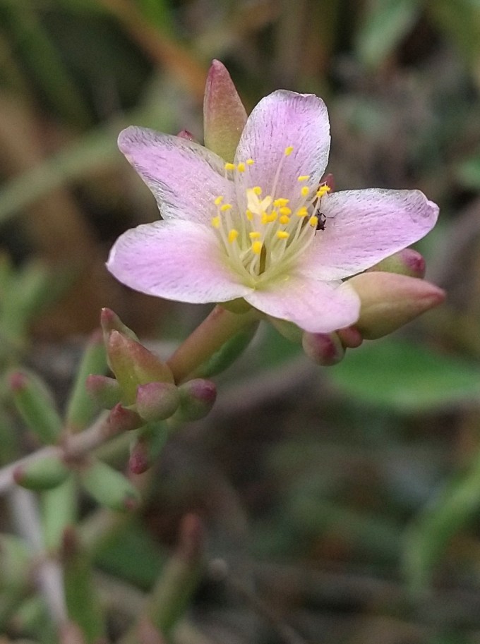Talinopsis frutescens, Anthony Gap, Organ Mtns, NM